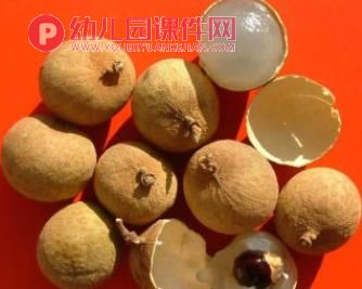 中班科学活动课件PPT《各种各样的水果》PPT课件图片