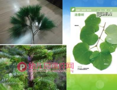 中班科学课件PPT《植物过冬》PPT课件图片