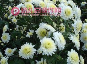 中班科学活动课件PPT《秋天的菊花》PPT课件图片