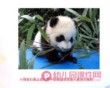 中班科学课件PPT《国宝大熊猫》PPT课件图片