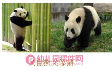中班科学课件PPT《可爱的熊猫》PPT课件图片