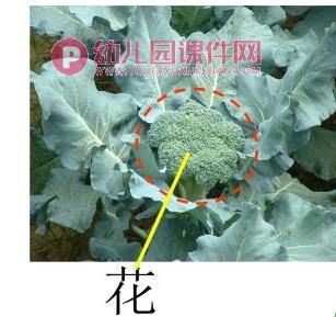 中班科学课件PPT《吃蔬菜什么部位》PPT课件图片