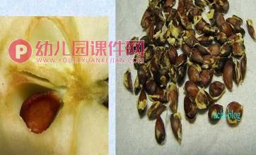 中班科学活动课件PPT《种子发芽》PPT课件图片