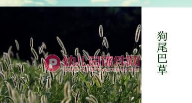 中班科学课件PPT《草长在哪里》PPT课件图片