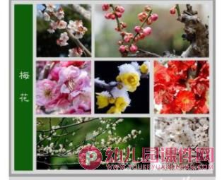 中班科学课件PPT《大红花》PPT课件图片
