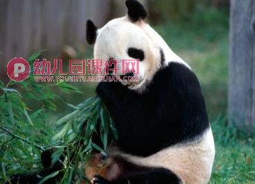 中班科学课件PPT《国宝熊猫》PPT课件图片