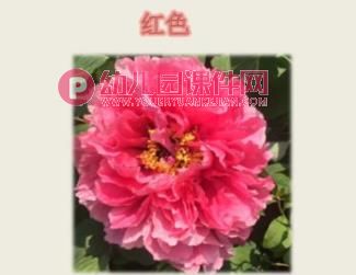 中班科学课件PPT《大红花》PPT课件图片