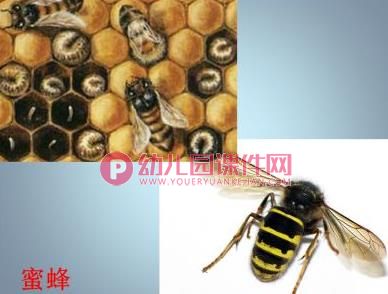 中班科学课件PPT《这是谁的宝宝（成虫与幼虫）》PPT课件图片