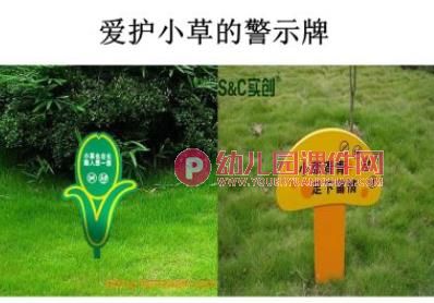 中班科学课件PPT《青青小草》PPT课件图片