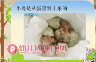 中班科学课件PPT《小鸟，你好》PPT课件图片