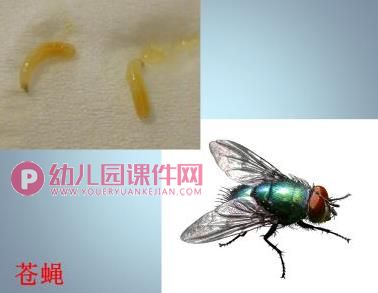 中班科学课件PPT《这是谁的宝宝（成虫与幼虫）》PPT课件图片