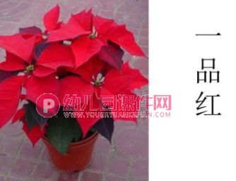 中班科学课件PPT《大红花》PPT课件图片