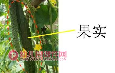 中班科学课件PPT《吃蔬菜什么部位》PPT课件图片
