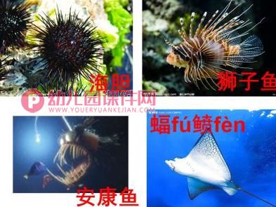 中班科学课件PPT《海洋生物》PPT课件图片