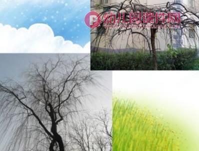 中班科学课件PPT《秋冬的树》PPT课件图片