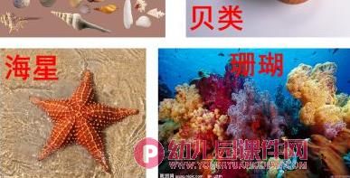 中班科学课件PPT《海洋生物》PPT课件图片