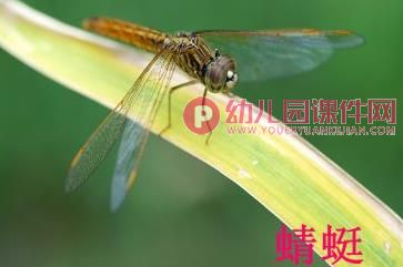 中班科学课件PPT《我喜欢的小昆虫》PPT课件图片
