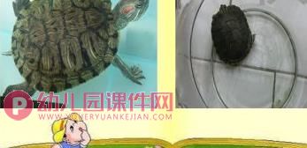 中班科学课件PPT《动物睡姿》PPT课件图片