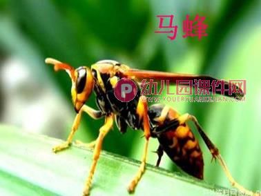 中班科学课件PPT《我喜欢的小昆虫》PPT课件图片