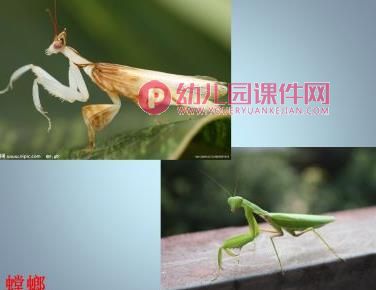 中班科学课件PPT《这是谁的宝宝（成虫与幼虫）》PPT课件图片