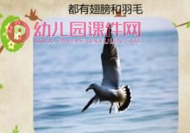 中班科学课件PPT《小鸟，你好》PPT课件图片
