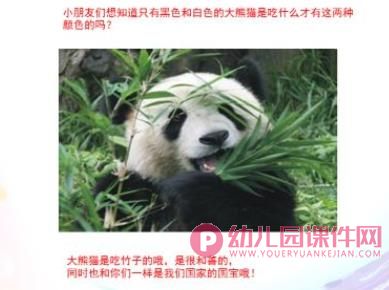中班科学课件PPT《国宝大熊猫》PPT课件图片