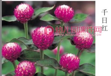 中班科学课件PPT《大红花》PPT课件图片