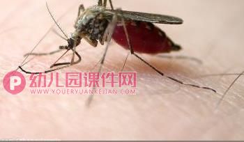 中班科学活动课件PPT《益虫和害虫》PPT课件图片