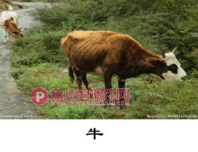 中班科学课件PPT《青青小草》PPT课件图片