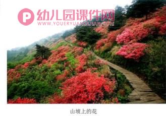 中班科学课件PPT《大红花》PPT课件图片