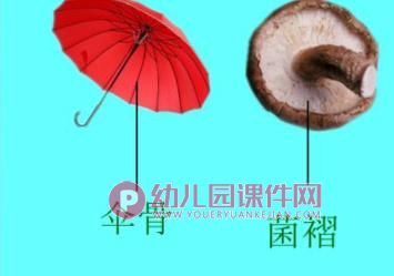 中班科学课件PPT《大蘑菇》PPT课件图片