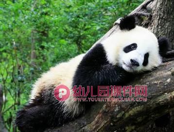 中班科学课件PPT《国宝熊猫》PPT课件图片