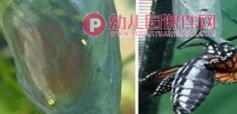 中班科学课件PPT《蝴蝶从哪里来？》PPT课件图片