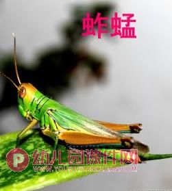 中班科学课件PPT《我喜欢的小昆虫》PPT课件图片