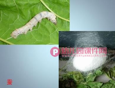 中班科学课件PPT《这是谁的宝宝（成虫与幼虫）》PPT课件图片