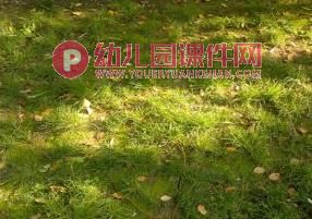 中班科学课件PPT《草长在哪里》PPT课件图片
