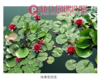 中班科学课件PPT《大红花》PPT课件图片