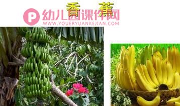 中班美术课件PPT《水果拼盘》PPT课件图片