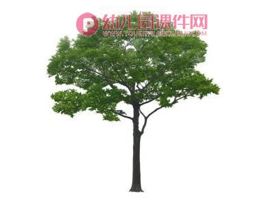 中班美术课件PPT《长长的街树》PPT课件图片