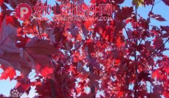 中班美术课件PPT《马路边的树》PPT课件图片