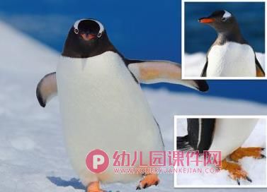 中班艺术课件PPT《可爱的小企鹅》PPT课件图片