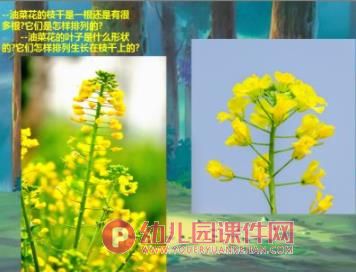 中班美术手指点画课件PPT《美丽的油菜花》PPT课件图片