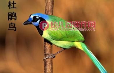 中班美术活动课件PPT《手掌五彩鸟》PPT课件图片