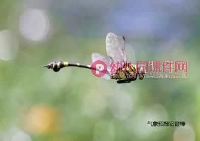 中班美术课件PPT《小蜻蜓》PPT课件图片