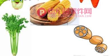 中班美术课件PPT《美丽的花卉》PPT课件图片