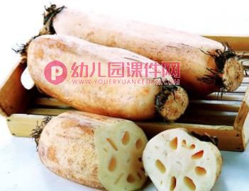 中班美术课件PPT《莲藕印画》PPT课件图片