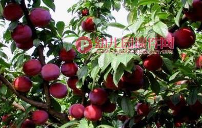 中班美术活动课件PPT《秋天的果实》PPT课件图片