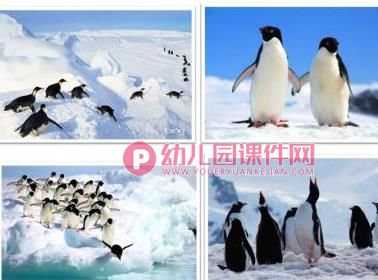 中班艺术课件PPT《可爱的小企鹅》PPT课件图片