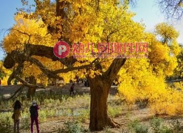 中班绘画课件PPT《路边的树》PPT课件图片