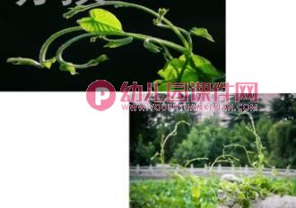 中班美术课件PPT《跳舞的藤蔓》PPT课件图片